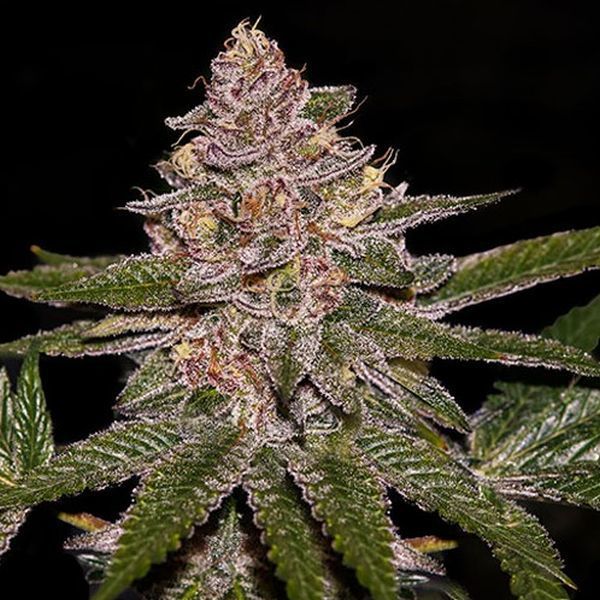 Radical Juice (Ripper Seeds) Feminisoidut