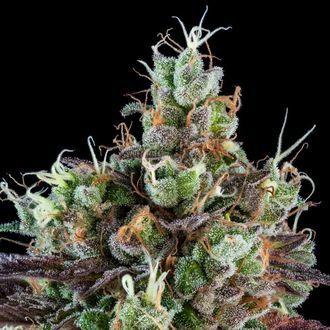 Sour Ripper (Ripper Seeds) Feminisoidut