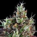 Sour Ripper (Ripper Seeds) Feminisoidut