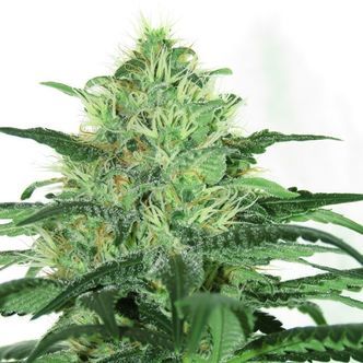 Sideral (Ripper Seeds) Feminisoidut kannabiksen siemenet