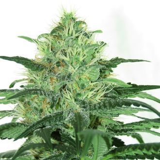 Sideral (Ripper Seeds) Feminisoidut