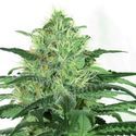 Sideral (Ripper Seeds) Feminisoidut
