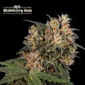 Blackberry Gum (Seedstockers) Feminisoidut