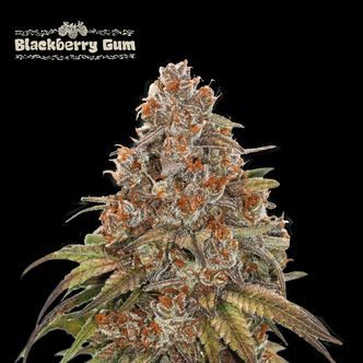 Blackberry Gum Auto (Seedstockers Superior) feminisoidut