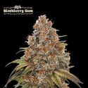 Blackberry Gum Auto (Seedstockers) Feminisoidut