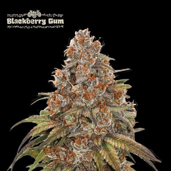 Blackberry Gum Auto (Seedstockers) Feminisoidut