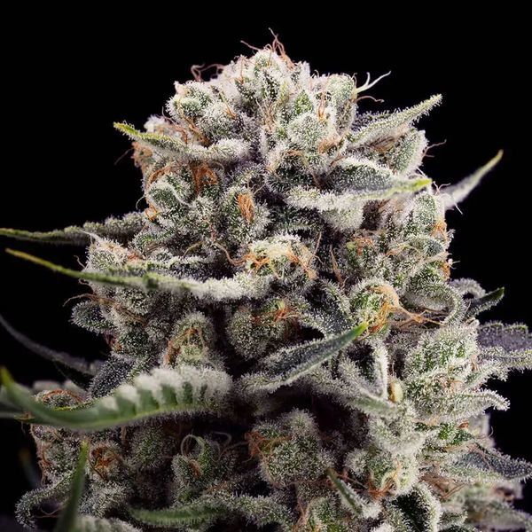 B-45 by Booba (Silent Seeds) Feminisoidut
