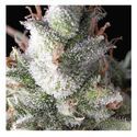 Auto Ramses (Pyramid Seeds) Feminisoidut