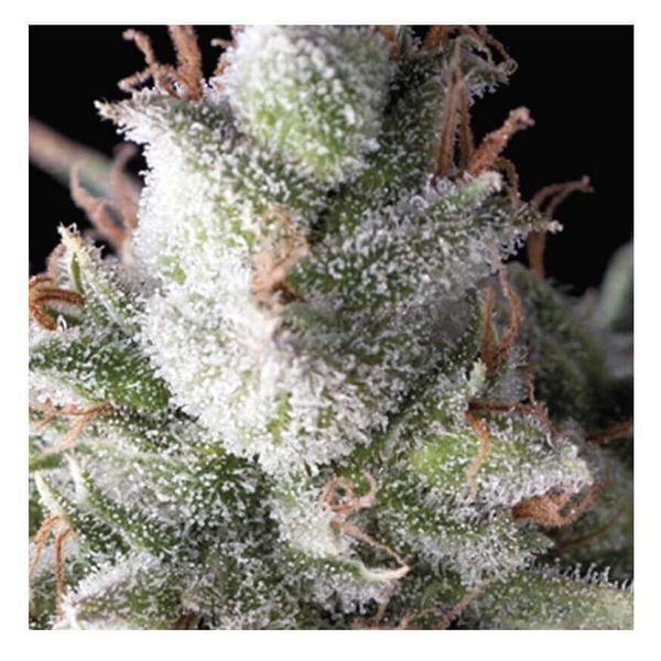 Auto Ramses (Pyramid Seeds) Feminisoidut