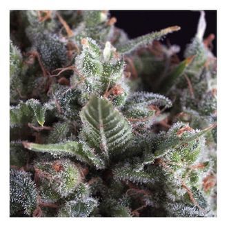 Auto Olympia (Pyramid Seeds) feminisoidut