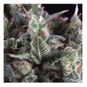 Auto Olympia (Pyramid Seeds) Feminisoidut
