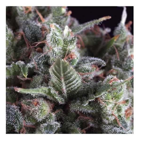 Auto Olympia (Pyramid Seeds) Feminisoidut