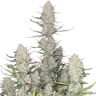 Tropicana Cookies Auto (FastBuds) feminisoidut