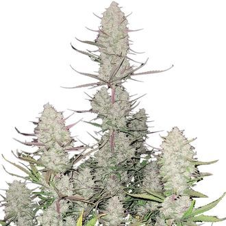 Tropicana Cookies Auto (FastBuds) Feminisoidut