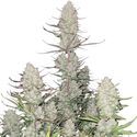 Tropicana Cookies Auto (FastBuds) Feminisoidut