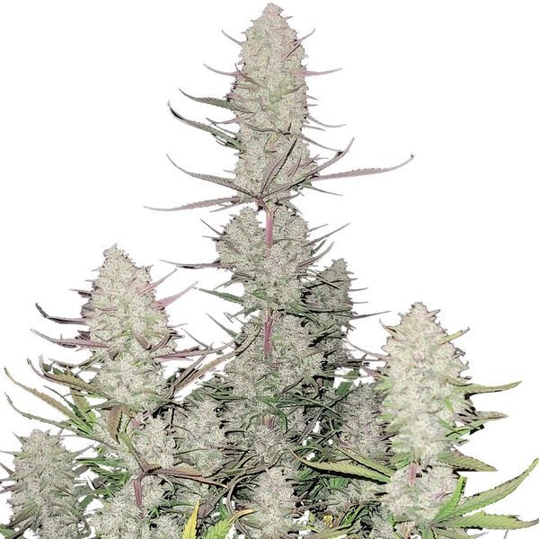 Tropicana Cookies Auto (FastBuds) Feminisoidut