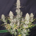 Tropicana Cookies Auto (FastBuds) Feminisoidut