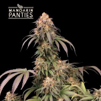 Mandarin Panties (Seedstockers Superior) feminisoidut kannabiksen siemenet