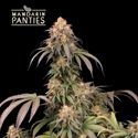 Mandarin Panties (Seedstockers) Feminisoidut