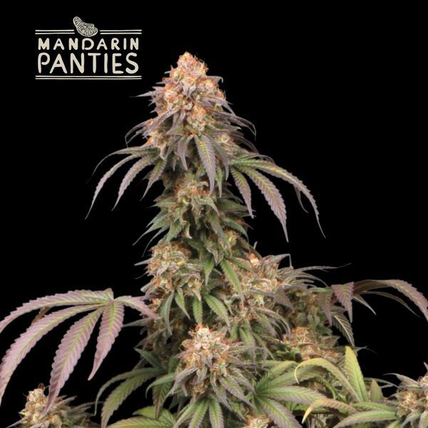 Mandarin Panties (Seedstockers) Feminisoidut