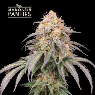 Mandarin Panties Auto (Seedstockers) Feminisoidut