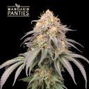 Mandarin Panties Auto (Seedstockers) Feminisoidut