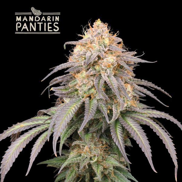 Mandarin Panties Auto (Seedstockers) Feminisoidut