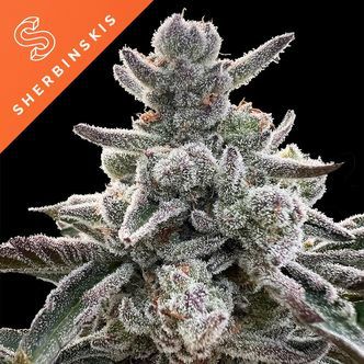 Polar Gelato (Sherbinskis / Silent Seeds) feminisoitu