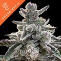 Polar Gelato (Sherbinskis x Silent Seeds) Feminisoidut