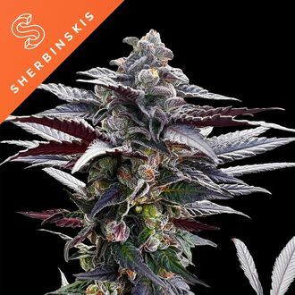 Pink Sunset (Sherbinskis x Silent Seeds) Feminisoidut