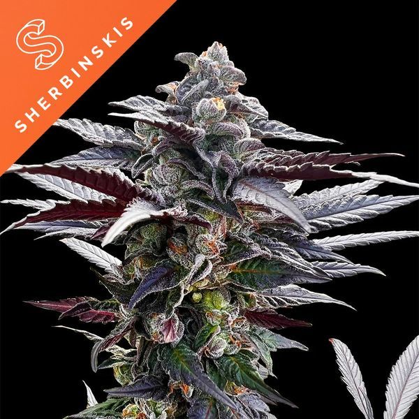 Pink Sunset (Sherbinskis x Silent Seeds) Feminisoidut