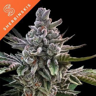 A&ccedil;ai Jelly (Sherbinskis / Silent Seeds) feminisoitu