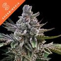 Açai Jelly (Sherbinskis x Silent Seeds) Feminisoidut