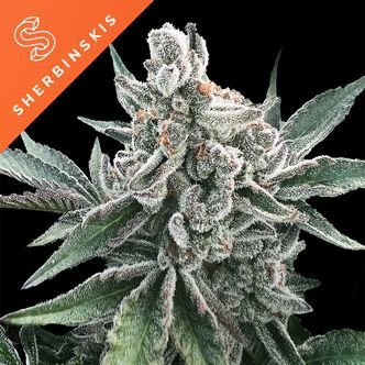 Polar Gelato Auto (Sherbinskis x Silent Seeds) &ndash; feminisoitu