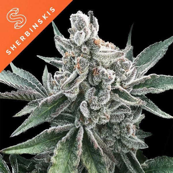 Polar Gelato Auto (Sherbinskis x Silent Seeds) Feminisoidut