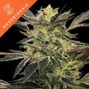 Pink Sunset Auto (Sherbinskis x Silent Seeds) Feminisoidut
