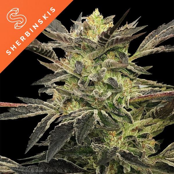 Pink Sunset Auto (Sherbinskis x Silent Seeds) Feminisoidut