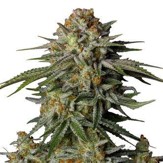 GG4 Sherbet FF (FastBuds) feminisoidut