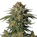 GG4 Sherbet FF (FastBuds) Feminisoidut