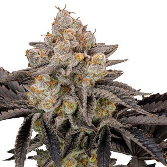 Gorilla Cookies FF (FastBuds) feminisoidut
