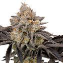 Gorilla Cookies FF (FastBuds) Feminisoidut