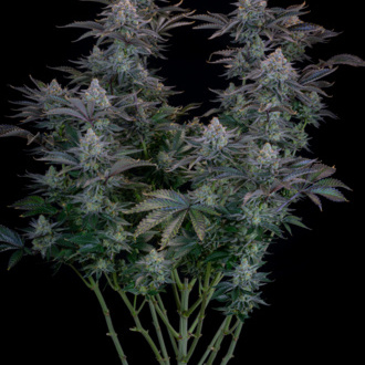 Gorilla Cookies FF (FastBuds) Feminisoidut