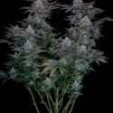 Gorilla Cookies FF (FastBuds) Feminisoidut