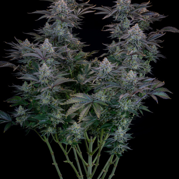 Gorilla Cookies FF (FastBuds) Feminisoidut