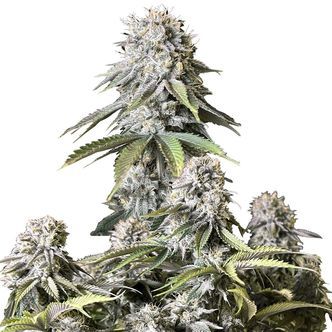 Orange Sherbet FF (FastBuds) feminisoitu