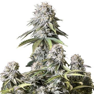 Orange Sherbet FF (FastBuds) Feminisoidut