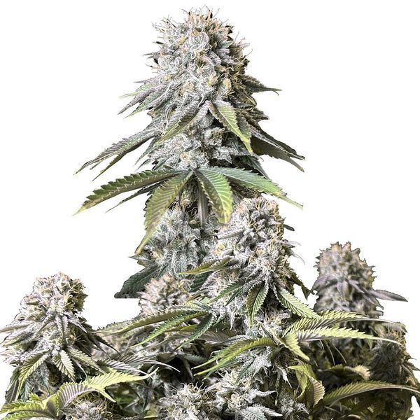 Orange Sherbet FF (FastBuds) Feminisoidut