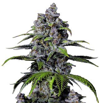 Purple Lemonade FF (FastBuds) feminisoidut