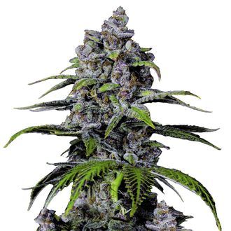 Purple Lemonade FF (FastBuds) Feminisoidut