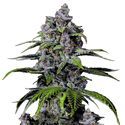 Purple Lemonade FF (FastBuds) Feminisoidut